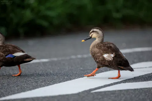 SNS_260827_bird_03.jpg.webp