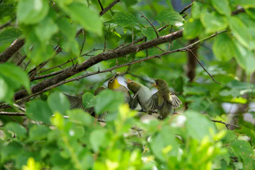 SNS_260704_bird_03.jpg.webp