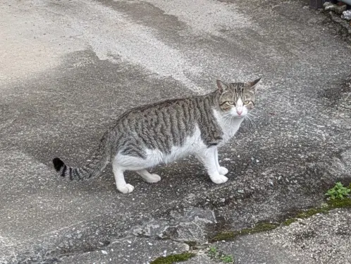 caturday_x10.jpg.webp