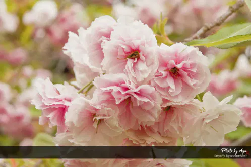 al9fsl9htd.jpg.webp