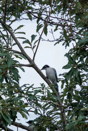 SNS_261007_bird_01.jpg.webp