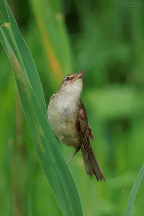 SNS_260714_bird_02.jpg.webp