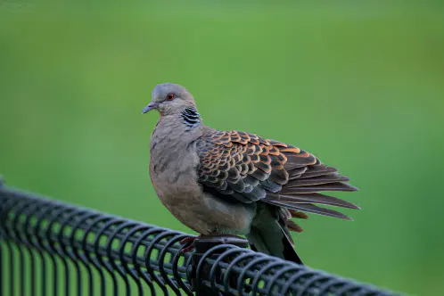 SNS_260629_bird_01.jpg.webp