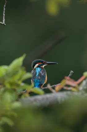 SNS_260923_bird_00.jpg.webp