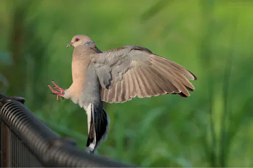 SNS_260826_bird_03.jpg.webp