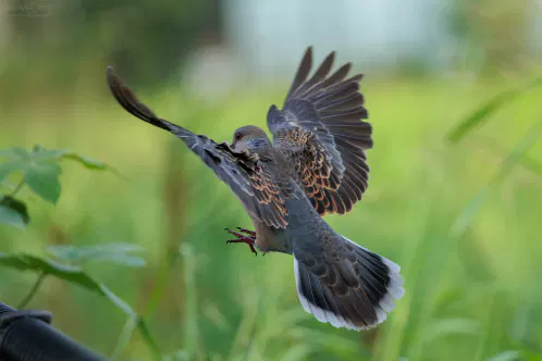 SNS_260826_bird_01.jpg.webp