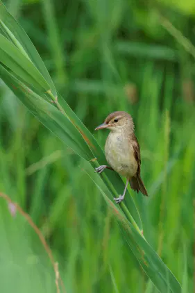 SNS_260714_bird_03.jpg.webp