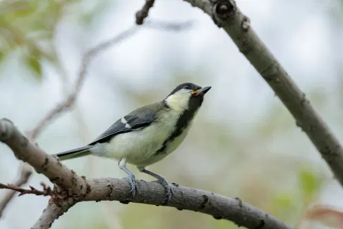 SNS_260910_bird_03.jpg.webp