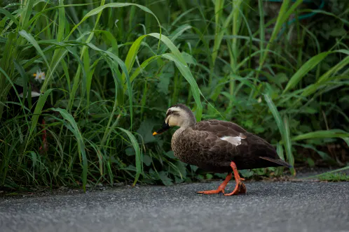 SNS_260827_bird_04.jpg.webp