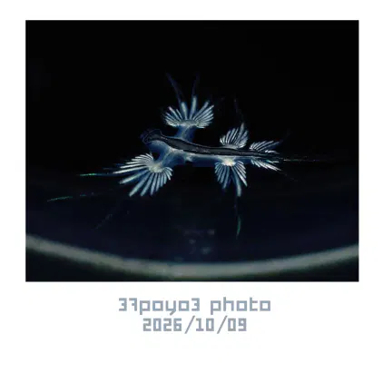 IMG_3079.png.jpg.webp